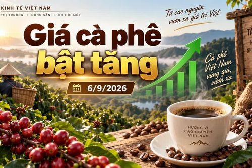 Giá cà phê hôm nay 6/9 đảo chiều tăng, Tây Nguyên thêm 1.000 đồng/kg