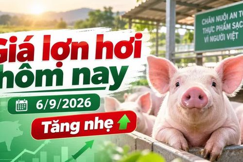 Giá lợn hơi hôm nay 6/9/2026: Mốc 60.000 đồng/kg chính thức trở lại