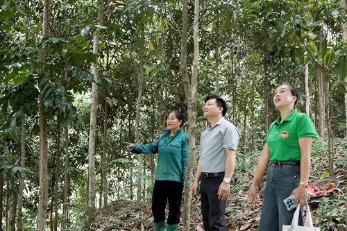 Mở thêm sinh kế trên đất Tân Lĩnh