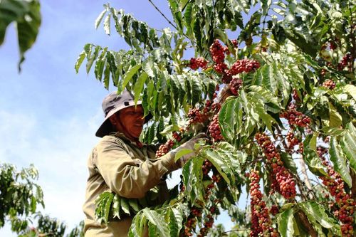 Lâm Đồng thúc đẩy 'xanh hóa' chuỗi giá trị cà phê