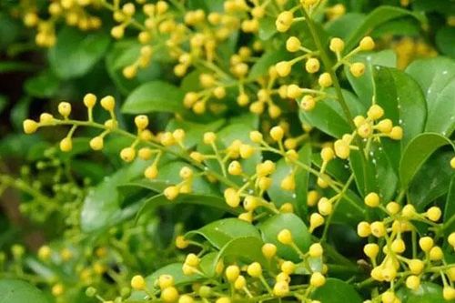 Hương ngâu trước ngõ