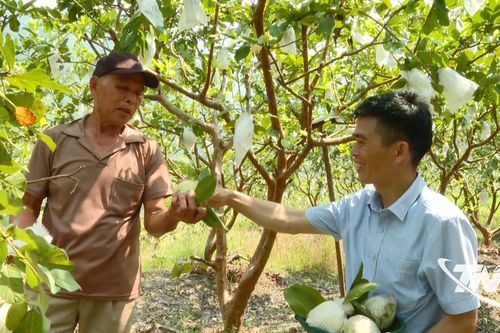 Mùa hái quả dưới chân núi Phượng Hoàng