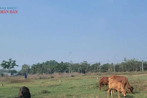 TP. Hồ Chí Minh: Ban hành quy định mật độ chăn nuôi đến năm 2030