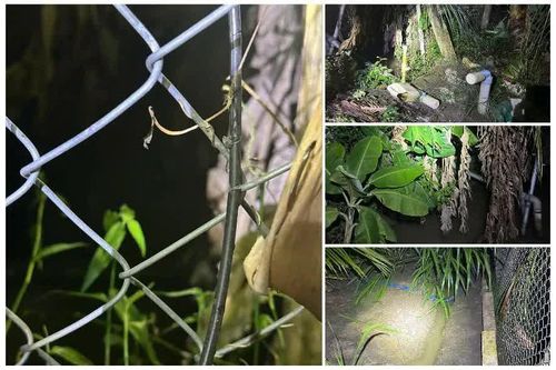 2 anh em tử vong trong vườn dừa, nghi do điện giật