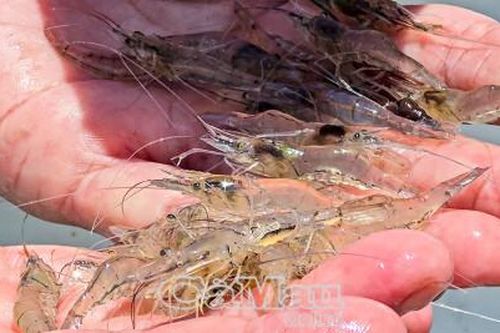 'Lộc trời' tép chấu cho thu nhập tiền triệu