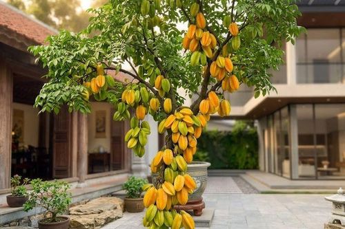 Lời khuyên cho những gia đình đang trồng cây khế