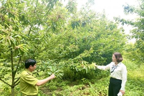 Nâng tầm cây dẻ, hình thành chuỗi giá trị bền vững