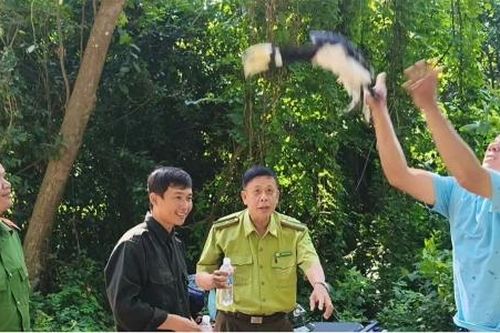 An Giang: Thả cá thể Cao cát bụng trắng quý hiếm về rừng Núi Cấm