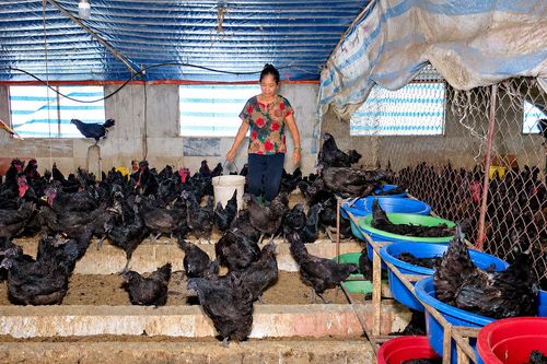 Nuôi con đặc sản, nhiều hộ dân mở hướng làm giàu