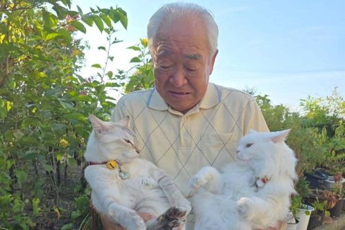 Hai chú mèo Nhật gây sốt với những màn 'va chạm' khi đi du lịch