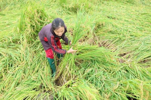 Mưa lớn đúng vụ gặt, nông dân Quảng Ngãi thấp thỏm nhìn lúa đổ