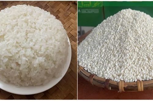 Hạt nếp 'Gà Gáy' từ huyền thoại xứ Mường đến chỉ dẫn địa lý