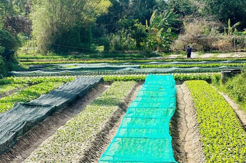 Đầu tư hạ tầng giao thông, tái tạo không gian làng rau Hưng Mỹ