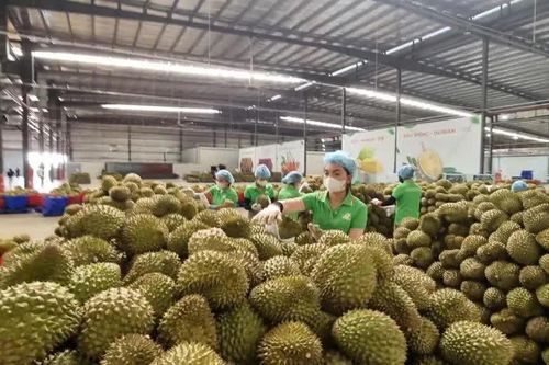 Sầu riêng giảm giá vào chính vụ, xuất khẩu vẫn tăng mạnh
