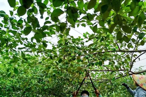 Táo xanh ngọt lành giữa miền nắng gió Tuy Phong