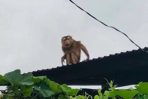Khống chế thành công khỉ tấn công trẻ em ở xã Đăk Mar