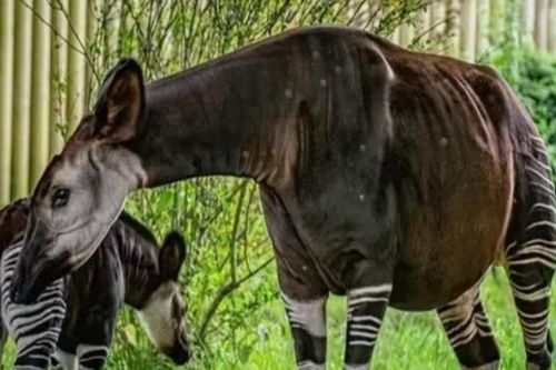 Loài linh dương Okapi tái xuất tại CHDC Congo: Tín hiệu vui cho công tác bảo tồn