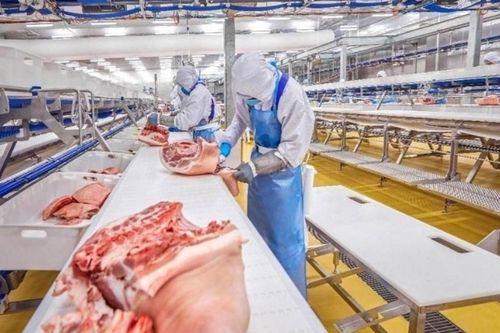 Giá heo hơi hôm nay 7/9: Đầu tuần ổn định, giao dịch trong khoảng 57.000 - 60.000 đồng/kg