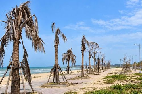 Quảng Trị: Cây chết trắng vẫn được nghiệm thu, bàn giao