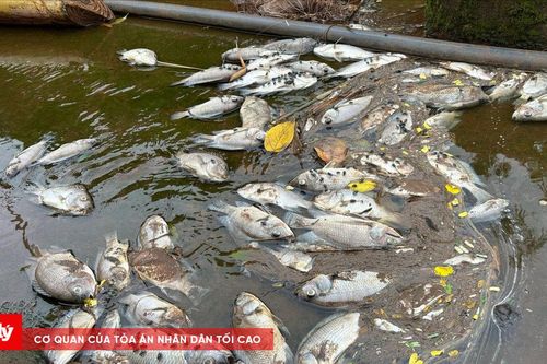Cá chết trắng hồ gần cụm công nghiệp ở Đắk Lắk