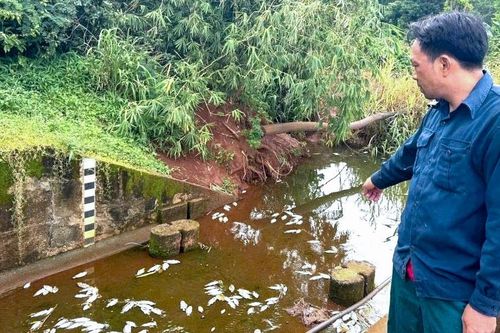 Cá chết bất thường tại hồ ở Đắk Lắk