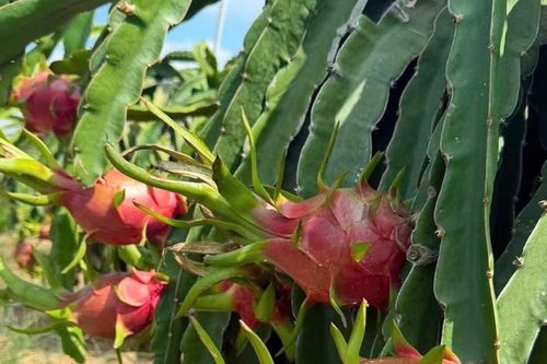 Giá thanh long giảm mạnh, loại rẻ nhất chỉ 1.000 đồng/kg