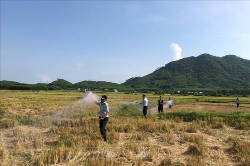 Cấp bách bảo vệ chim yến