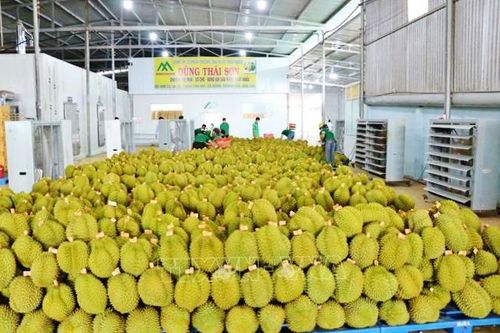 Nông sản Việt chuyển lợi thế sang giá trị và thương hiệu