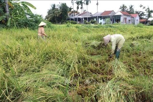 Quảng Ngãi khẩn trương khắc phục thiệt hại lúa, rau màu do mưa lớn
