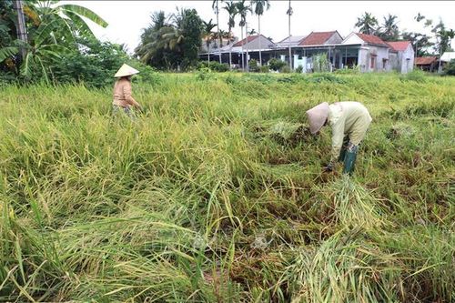 Quảng Ngãi khẩn trương khắc phục thiệt hại lúa, rau màu do mưa lớn
