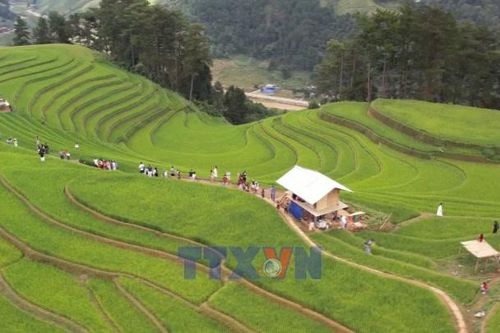 Mùa vàng hút khách ở vùng cao Mù Cang Chải