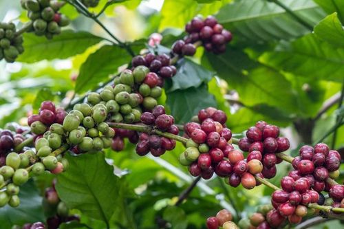 Giá nông sản hôm nay (7/9): Giá cà phê đảo chiều giảm, thịt lợn hơi tăng nhẹ