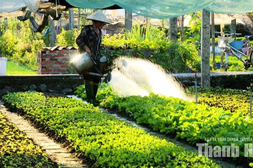 Tích cực sản xuất rau xanh phục vụ thị trường