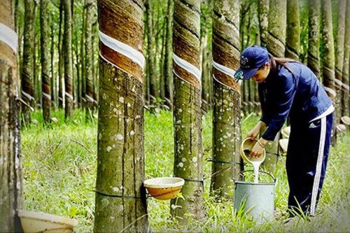 Giá cao su thiên nhiên lập đỉnh 2 năm: Nguồn cung thắt chặt và 'bài toán' chi phí của ngành lốp xe