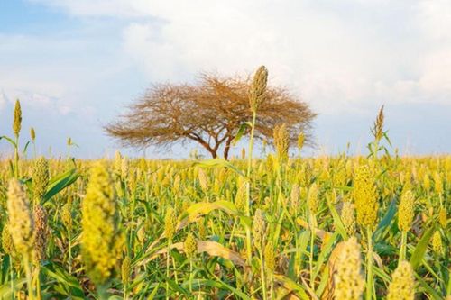 FAO: Giá lương thực thế giới đang cao nhất 4 năm do rủi ro nguồn cung