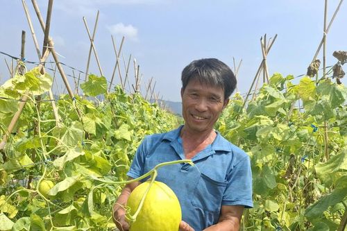 Từ trồng lúa đến trồng dưa, người nông dân giàu lên nhờ chọn đúng cây trồng giá trị