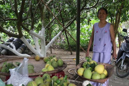 Đánh thức tiềm năng kinh tế vườn