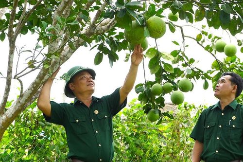 Cựu chiến binh làm kinh tế từ nguồn vốn tín dụng chính sách