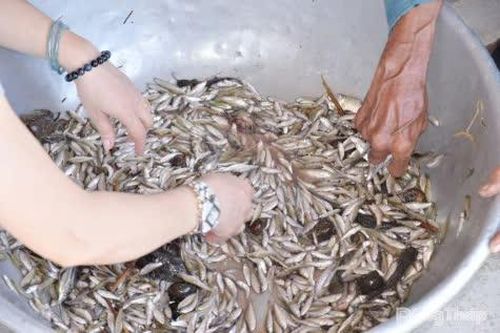 Giá cá linh giảm hơn một nửa so với đầu mùa