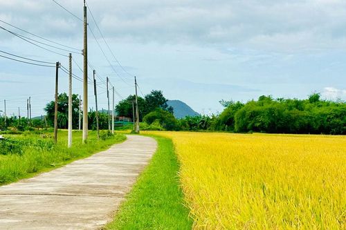 Lúa giảm phát thải