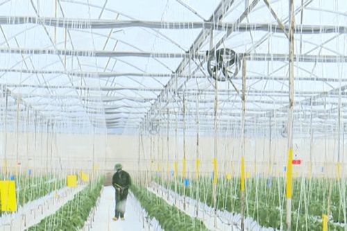 Lâm Đồng phát huy thế mạnh phát triển nông nghiệp hữu cơ