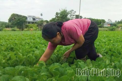 Từ đồng rau đến chuỗi giá trị Trường Thịnh
