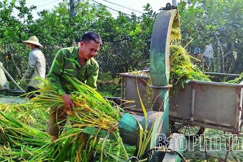 Hiệu quả kinh tế từ tận dụng rơm, rạ sau thu hoạch
