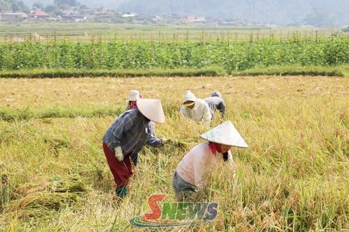 Dẻo thơm nếp tan Ngọc Chiến
