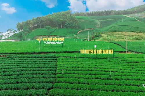 Phê duyệt kịch bản và logo Festival Trà Quốc tế - Thái Nguyên năm 2026