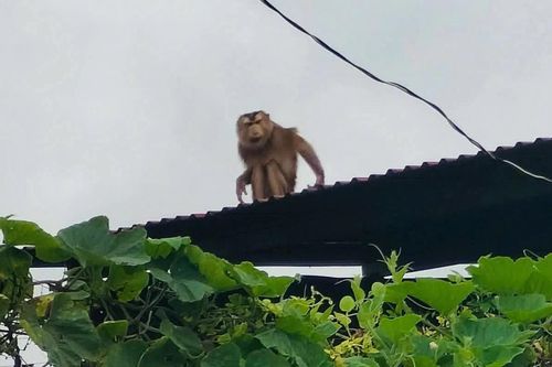 Khống chế thành công khỉ hoang tấn công trẻ em ở Quảng Ngãi