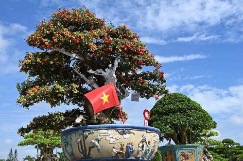Quảng Ngãi: Khai mạc Triển lãm - Hội chợ Sinh vật cảnh mở rộng năm 2026