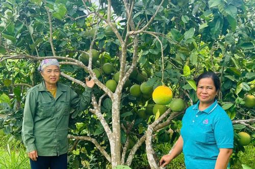 Nghệ An: Biến nguồn vốn tín dụng chính sách thành vườn quả ngọt