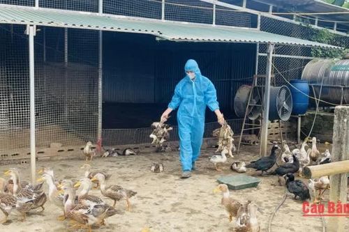 Phường Thục Phán khẩn trương khoanh vùng, dập dịch cúm gia cầm A/H5N1