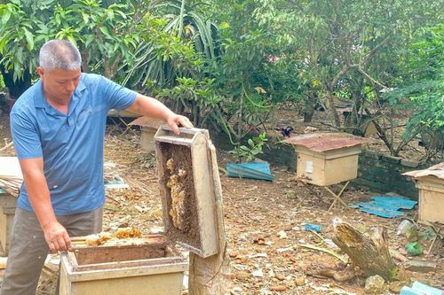 Chuyện làm giàu của nông dân Bế Văn Thuỵ